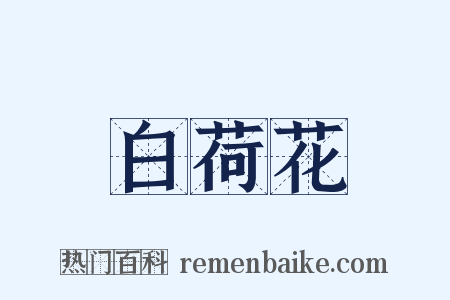 白荷花是什么意思的图片
